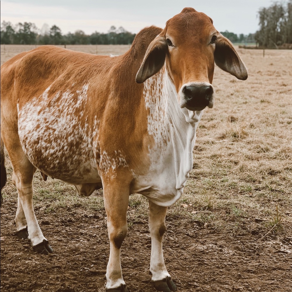 Meet your Posher, Libba